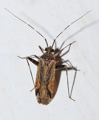Phytocoris juniperi