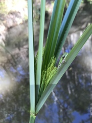 Cyperus exaltatus