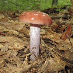 Cortinarius collinitus