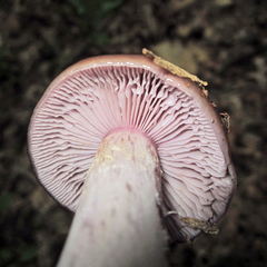 Cortinarius collinitus