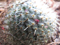 Mammillaria haageana conspicua
