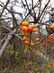 Celastrus orbiculatus