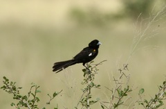 Euplectes albonotatus