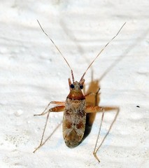 Phytocoris minor