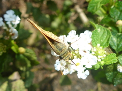 Hesperiidae