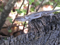 Anolis quercorum