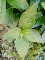 Magnoliopsida