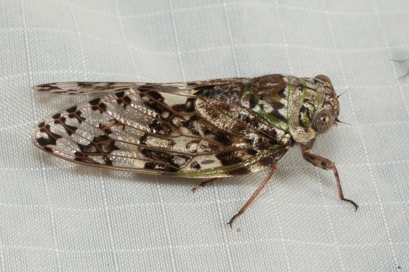Planopleura fuscangulis
