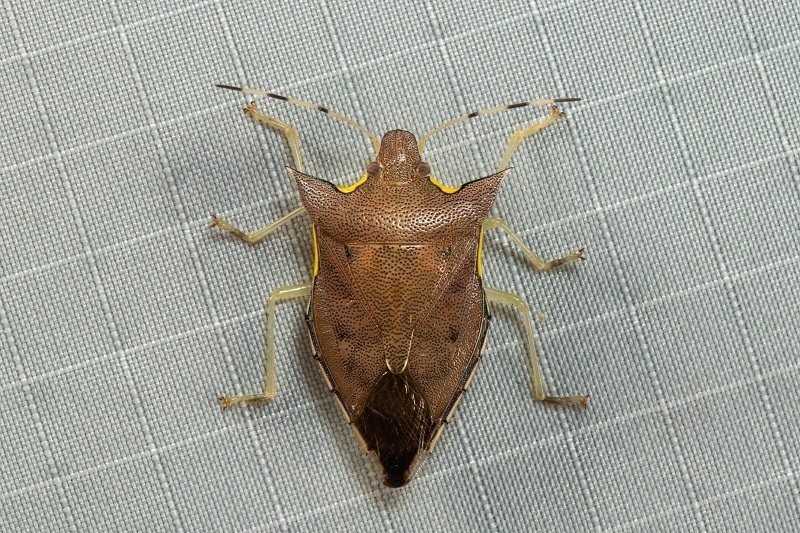 Amblycara gladiatoria