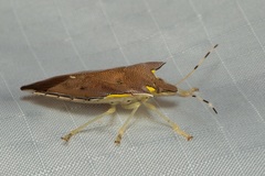 Amblycara gladiatoria