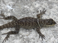 Sceloporus aureolus