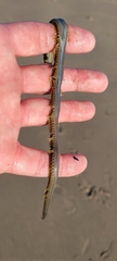 Phyllodocida