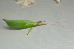 Onomarchus cretaceus