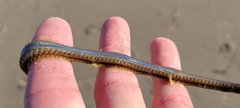 Phyllodocida