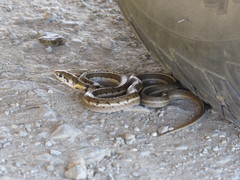 Thamnophis conanti