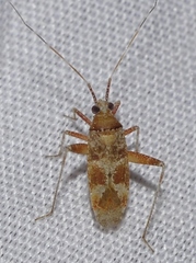 Phytocoris minor