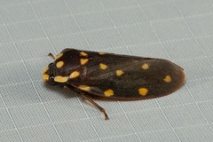 Phymatostetha stellata