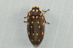 Phymatostetha stellata