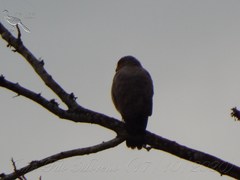 Rupornis magnirostris