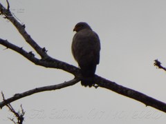 Rupornis magnirostris