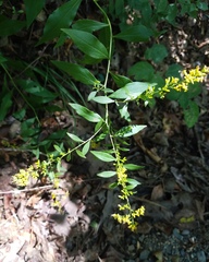 Solidago delicatula