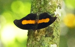 Catonephele acontius caeruleus