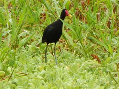 Jacana jacana hypomelaena