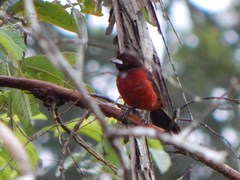 Ramphocelus dimidiatus