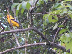 Icterus nigrogularis