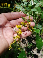 Solidago delicatula