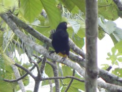 Psarocolius decumanus