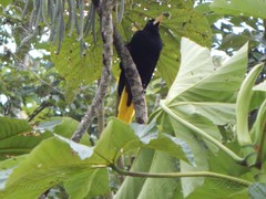 Psarocolius decumanus