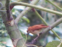 Furnarius leucopus