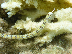 Corythoichthys flavofasciatus