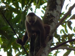 Cebus versicolor