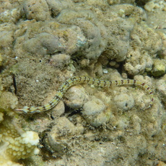 Corythoichthys flavofasciatus