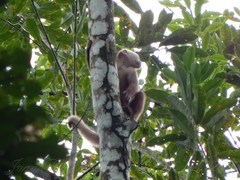 Cebus versicolor