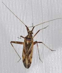 Phytocoris obliquus