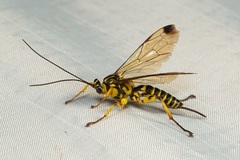 Echthromorpha