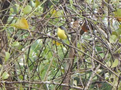 Todirostrum cinereum