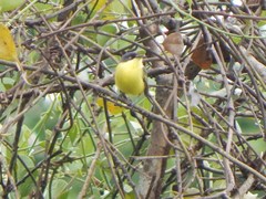 Todirostrum cinereum