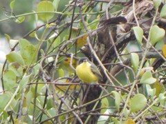 Todirostrum cinereum