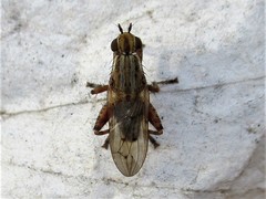 Salticella fasciata