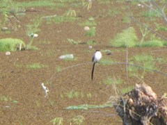 Tyrannus savana