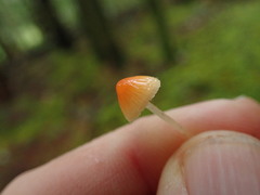 Mycena strobilinoidea