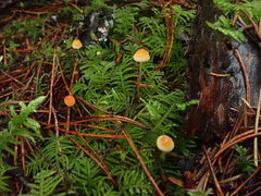 Mycena strobilinoidea