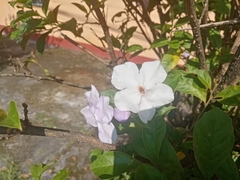 Brunfelsia pauciflora