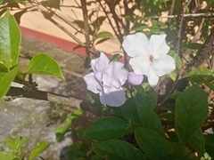 Brunfelsia pauciflora