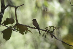 Empidonax occidentalis