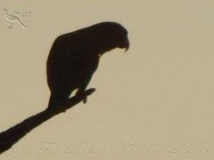 Brotogeris jugularis
